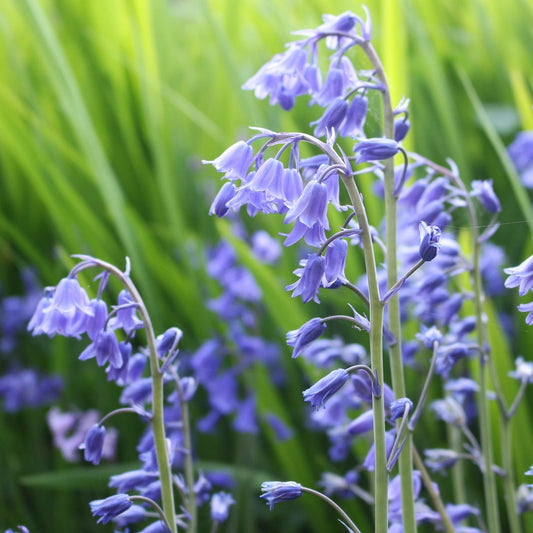 Bluebell