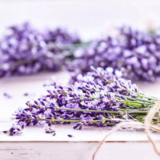 Lavender