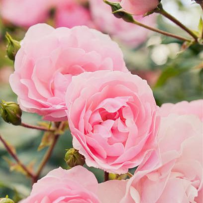 Sunblushed Rose and Nectar