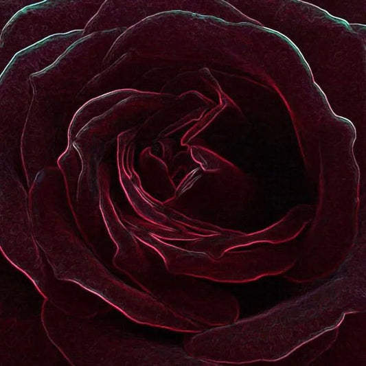 Velvet Rose & Oud